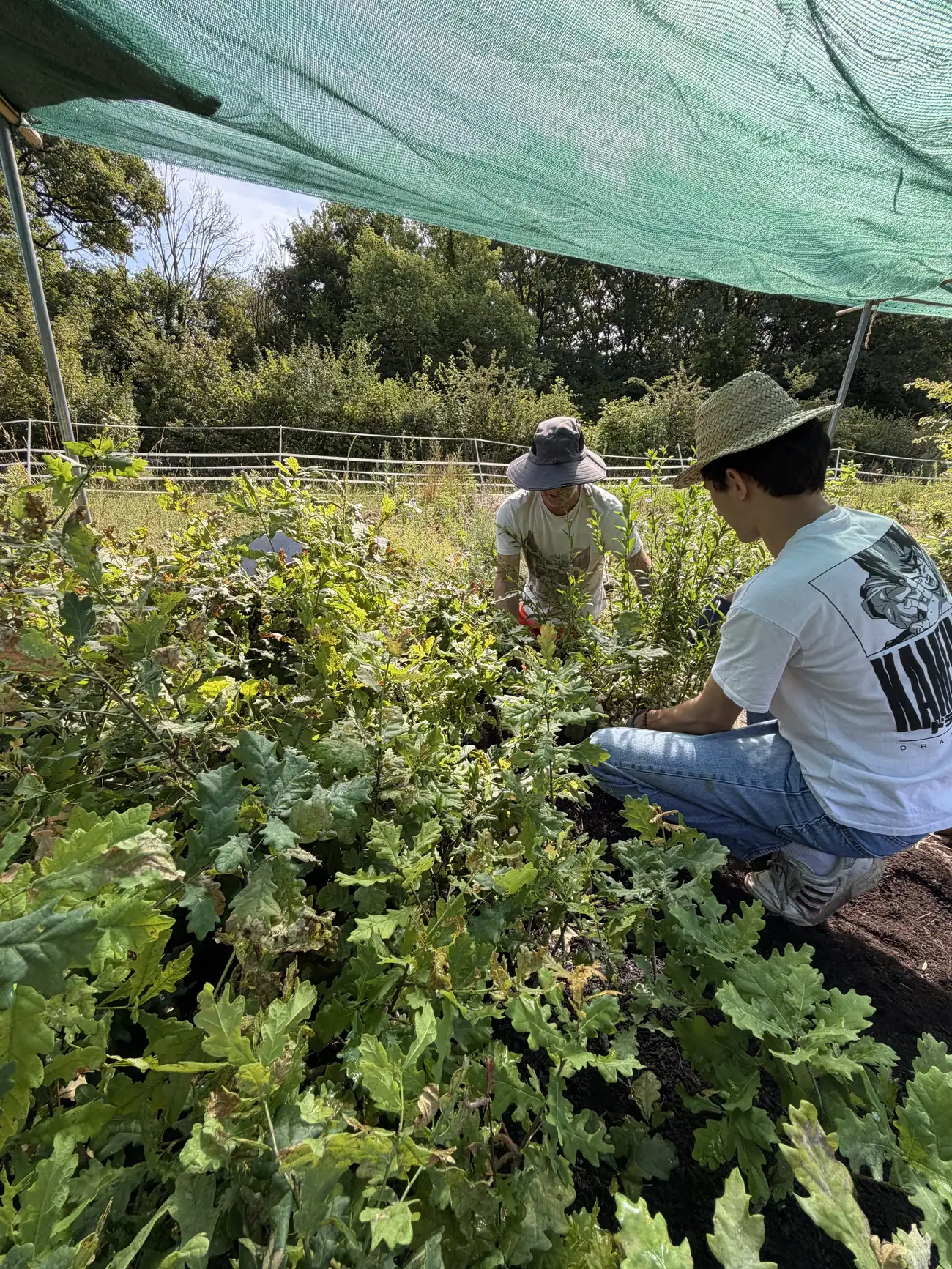 Community planting activity