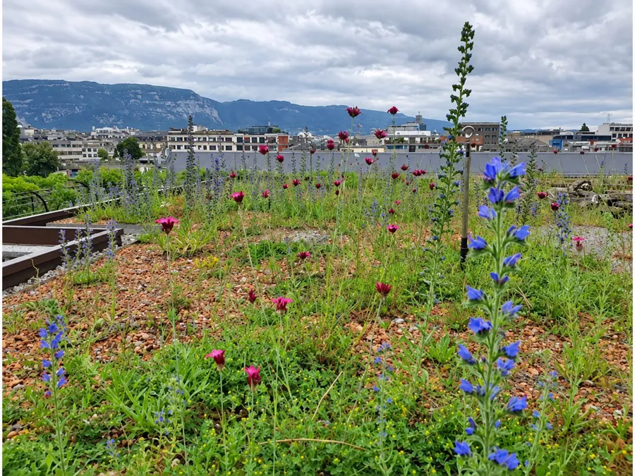 Wildflowers and sedum on a TSF green roof, with Geneva's rooftops and the Salève mountain behind